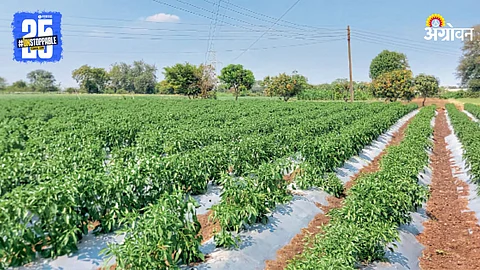 Agriculture