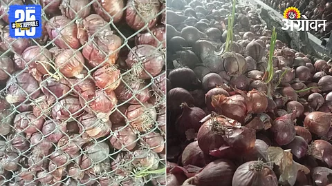 Onion Damage