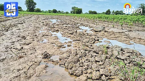 Rain Crop Damage