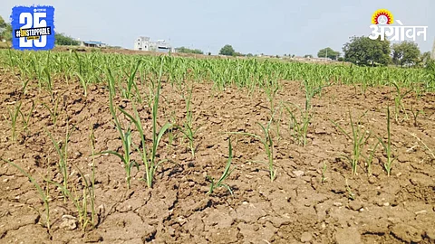 Monsoon Crisis
