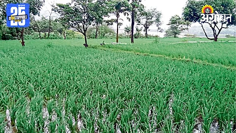 Kharif Sowing
