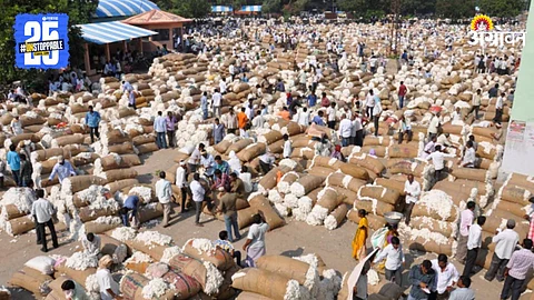 Cotton Market
