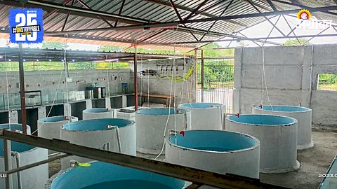 Fish Farming