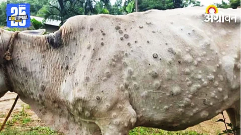 Lumpy Skin