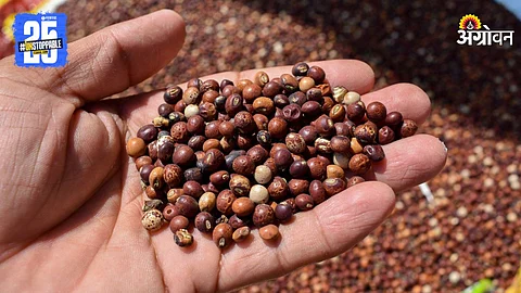 Pigeon Pea