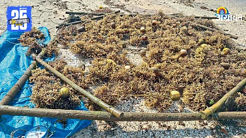 Seaweed