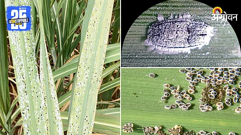 Sugarcane Crop
