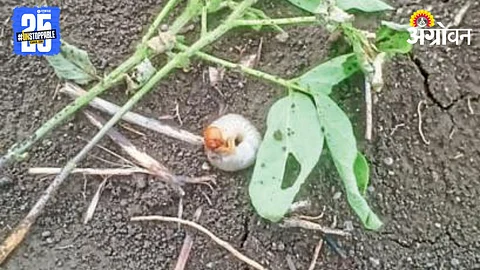 White Grub Outbreak