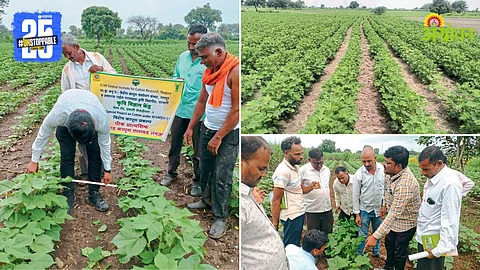 Cotton Farming