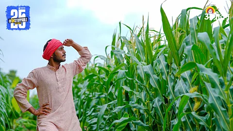 Maize Farming