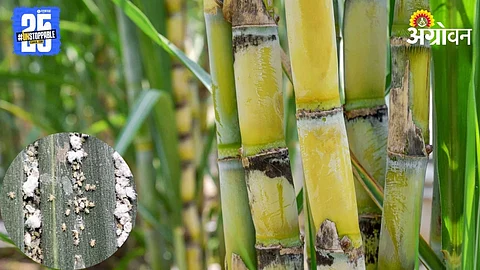 Sugarcane Aphid Pest