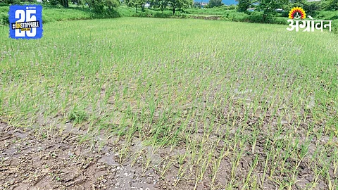 Crop In Crisis