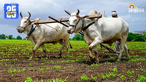 Kharif Sowing
