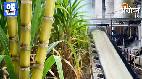 Sugar Production