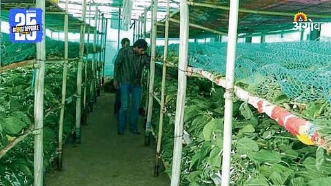 Sericulture