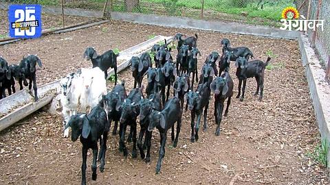 Goat Farming