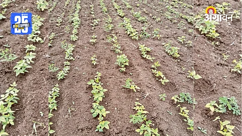 Kharif Crop
