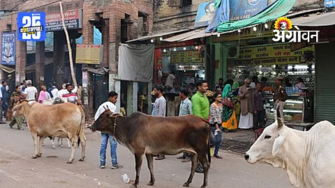 Cattle Issue