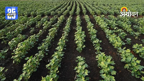 Kharif 2025