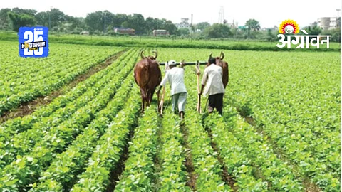 Crop Insurance