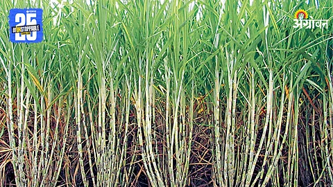 Sugarcane Farm