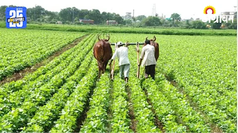 Crop Insurance