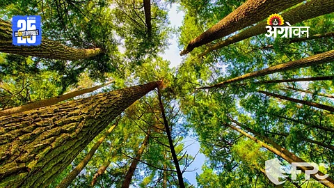 Forest Encroachment