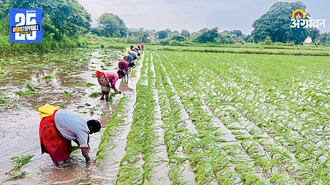 Paddy Farming