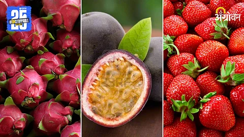 Dragon, Passion, Strawberry