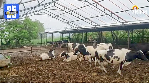 Animal Barn