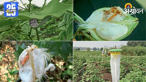 Cotton Pink Bollworm