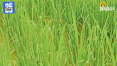 Paddy Farming