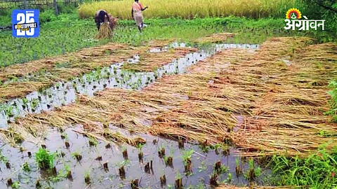 Crop Damage