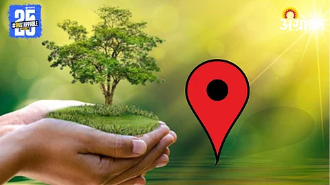 Tree Plantation