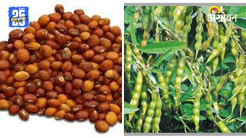 PigeonPea New Variety