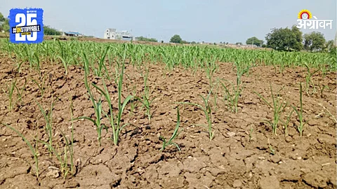 Crop Damage