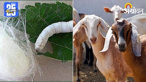 Goat Farming Silk Farming