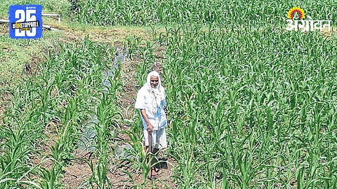 Crop In Crisis