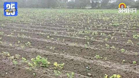 Kharif Crop Damage