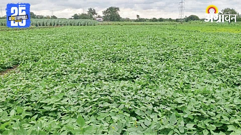 Kharif Crop Loss