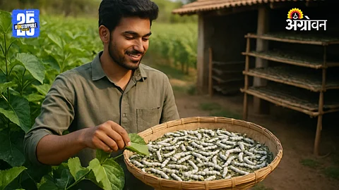 Silk Production