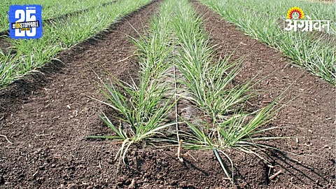 Sugarcane Farming