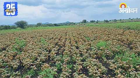 Kharif Crop Loss