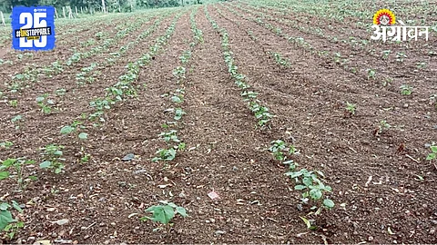 crop Damage