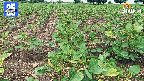 Crop Damage