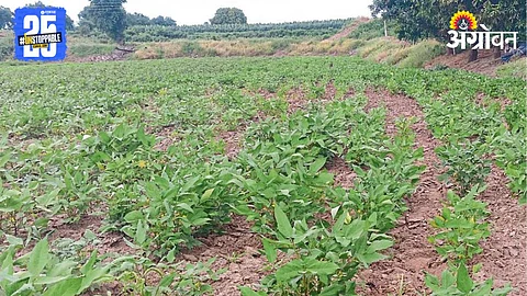 Kharif Crop