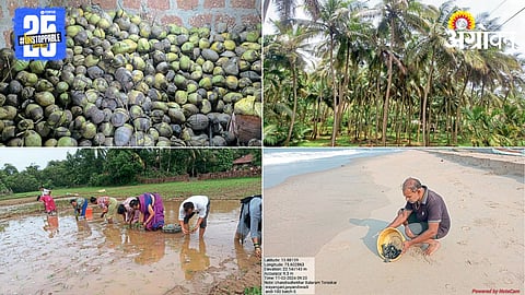 Coconut Farming