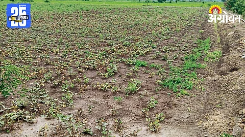 Crop In Crisis
