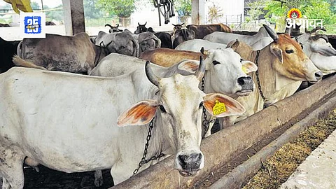 Gaurakshak In Maharashtra