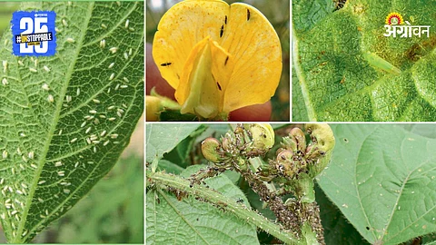 Crop Pest